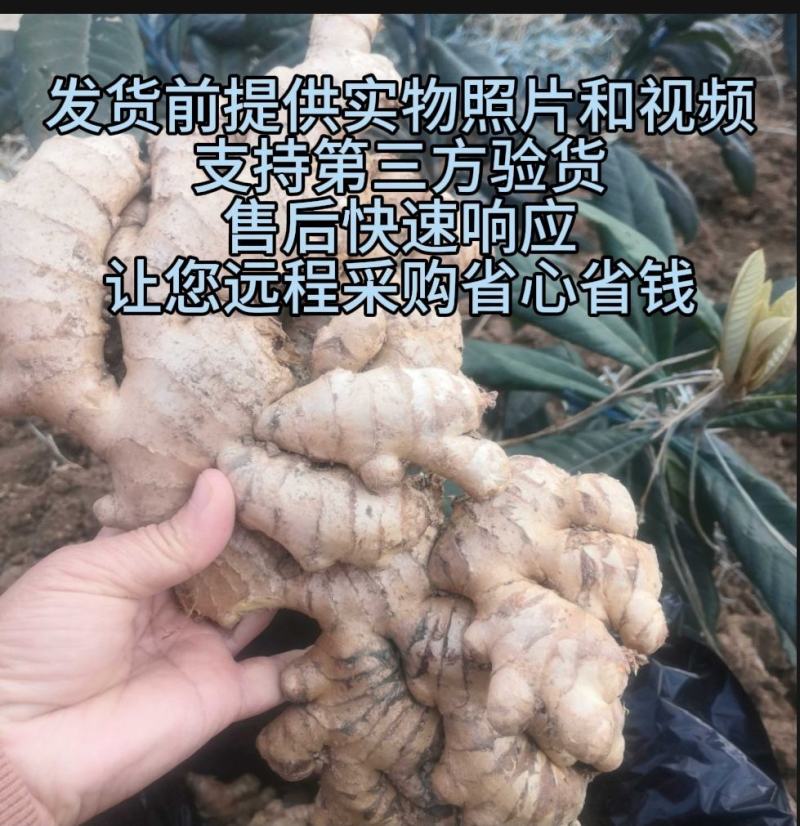 云南小黄姜生姜（标价为零售价，批发请联系谈价）