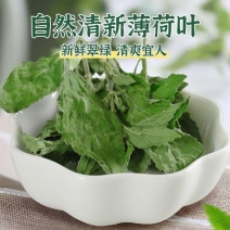 薄荷叶味道浓泡水煲汤清凉可口