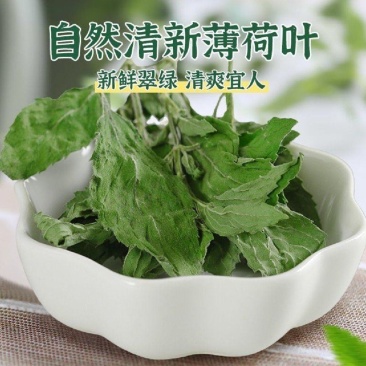 薄荷叶味道浓泡水煲汤清凉可口