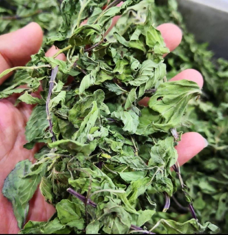 薄荷叶味道浓泡水煲汤清凉可口