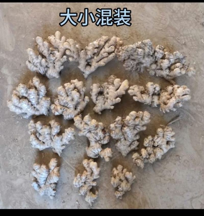 云南小黄姜生姜（标价为零售价，批发请联系谈价）