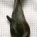 沉水级沉香原木重量153克，密度1.14秒沉水