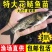 精品花鲢鱼苗大量供应保证成活率支持视频看货来电详谈