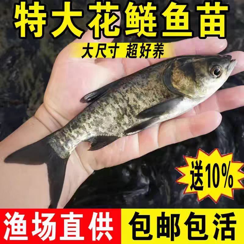 精品花鲢鱼苗大量供应保证成活率支持视频看货来电详谈