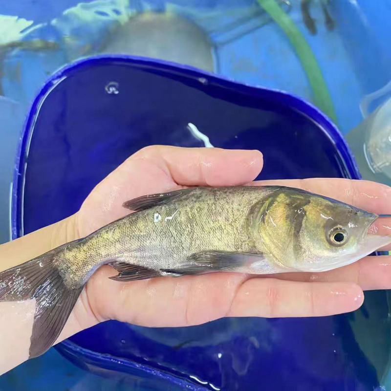 精品花鲢鱼苗大量供应保证成活率支持视频看货来电详谈