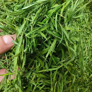 竹叶颜色好新货泡水级别