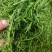竹叶颜色好新货泡水级别