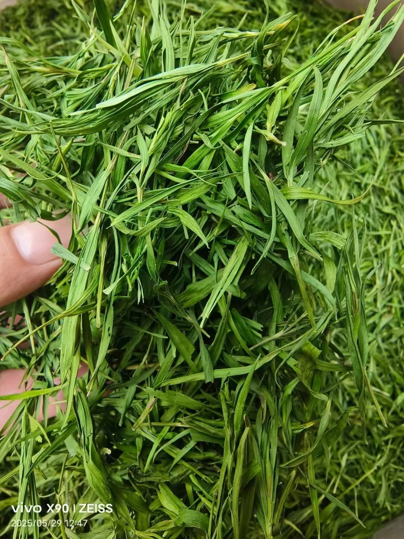 竹叶颜色好新货泡水级别
