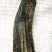 沉水级沉香原木重量195克，密度1.14秒沉水