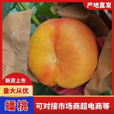蟠桃纸袋蟠桃陕西渭南大荔县蟠桃园直发一手货源