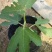 无花果杯苗大量有货！需要的老板联系！波姬红芭劳奈青皮金傲