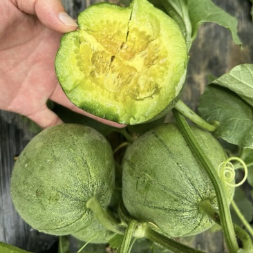 实力推荐绿宝甜瓜，河南甜瓜大量供应，皮薄肉厚脆甜可口