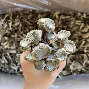 供应优质量鹿茸菇，大，中，小条多规格长期批发