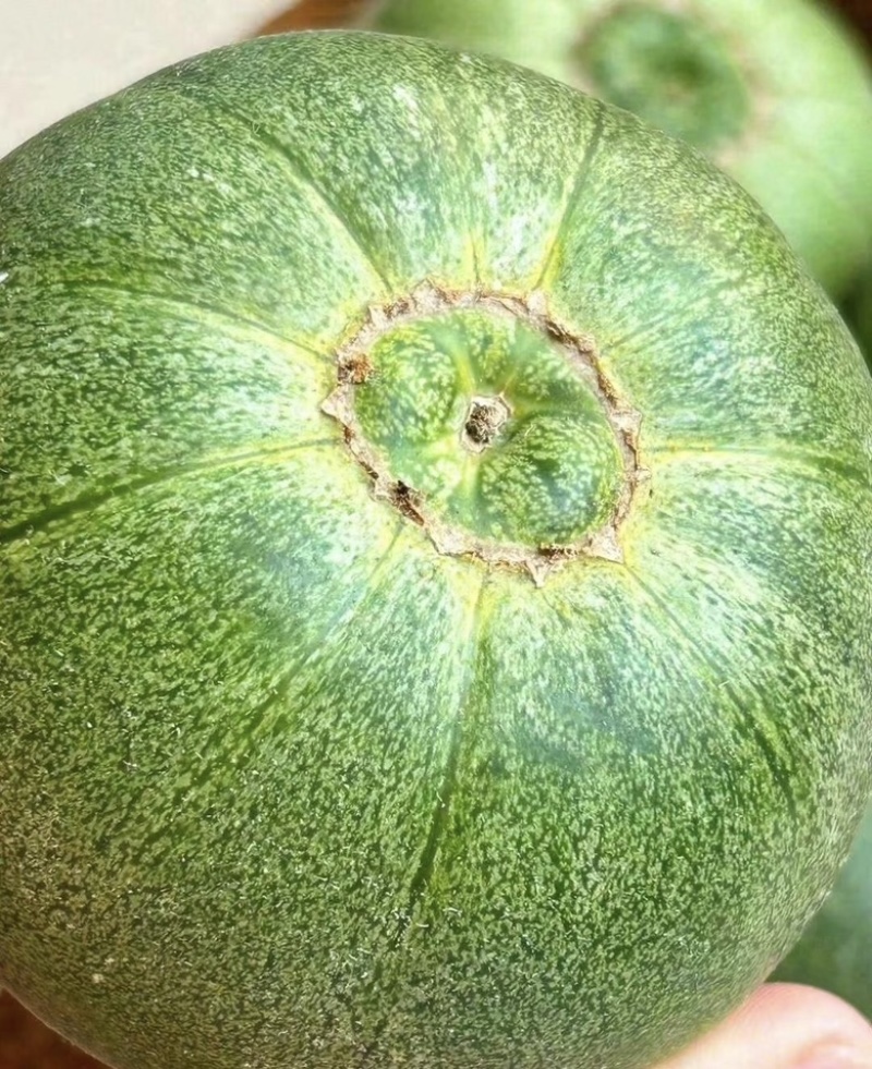 实力推荐绿宝甜瓜，河南甜瓜大量供应，皮薄肉厚脆甜可口