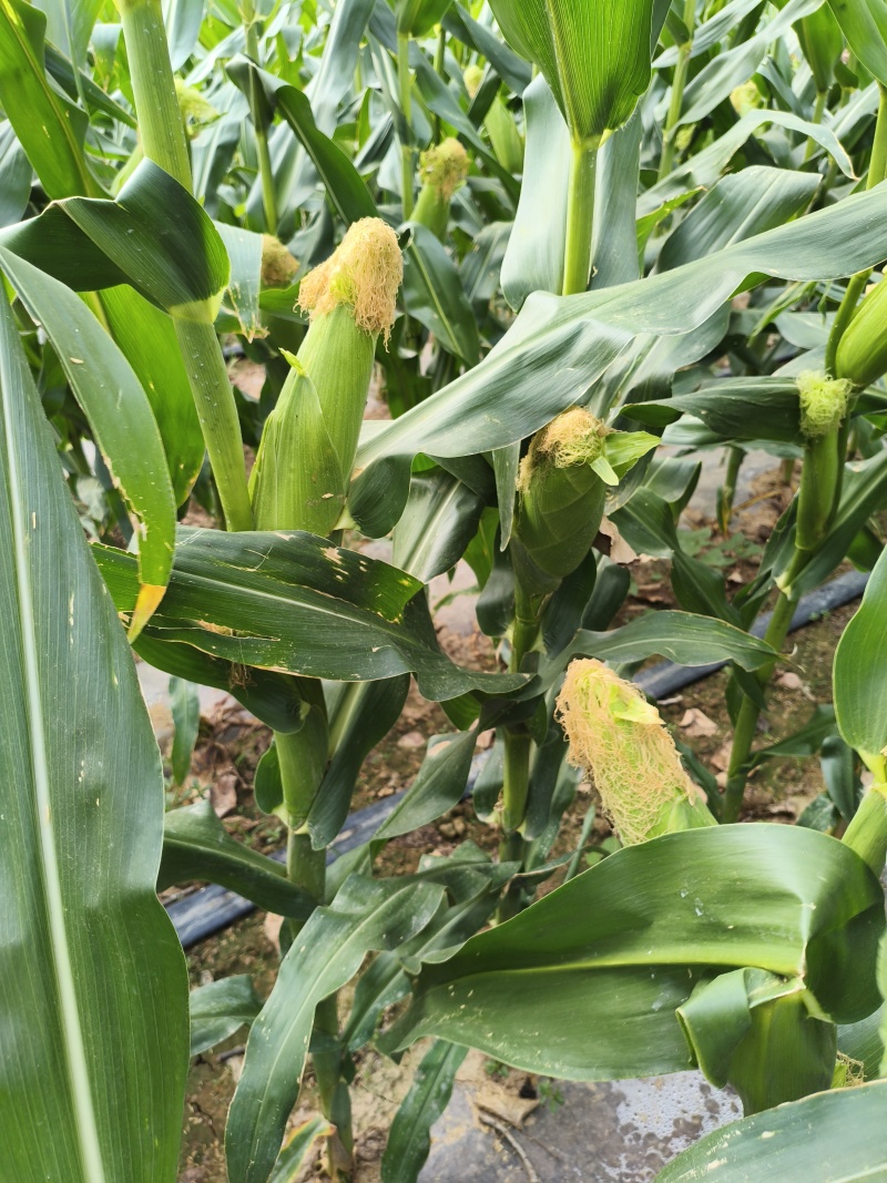 新鲜玉米、糯玉米、黄玉米