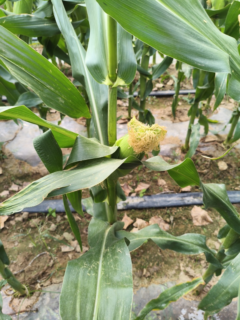 新鲜玉米、糯玉米、黄玉米