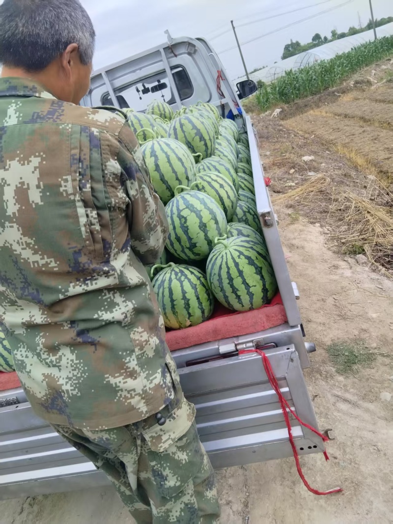 精品美都西瓜/包熟包甜/皮薄肉厚/对接全国客商