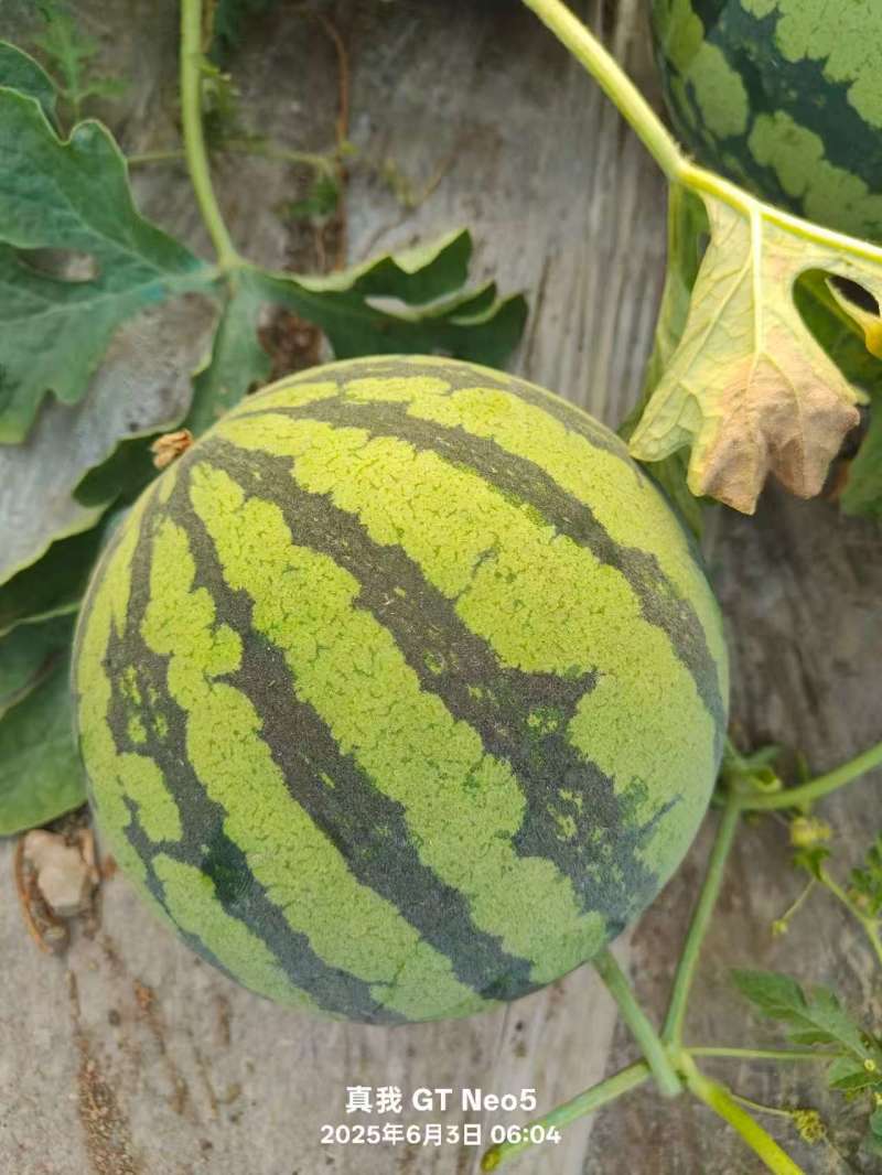 安徽临泉，精品美都、8424、711西瓜品种齐全货发全国