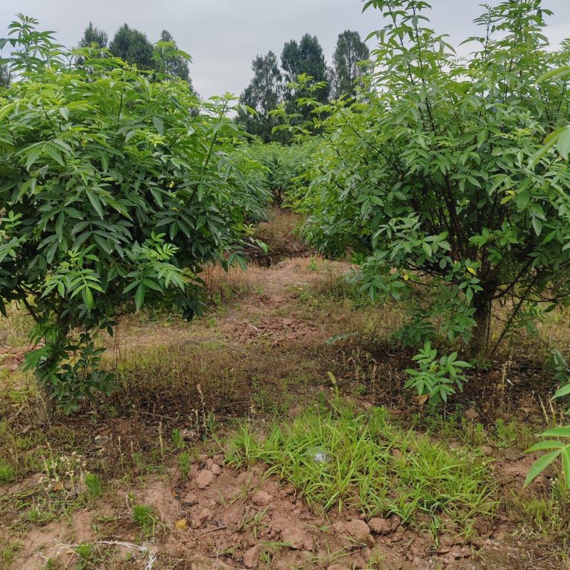 花椒树