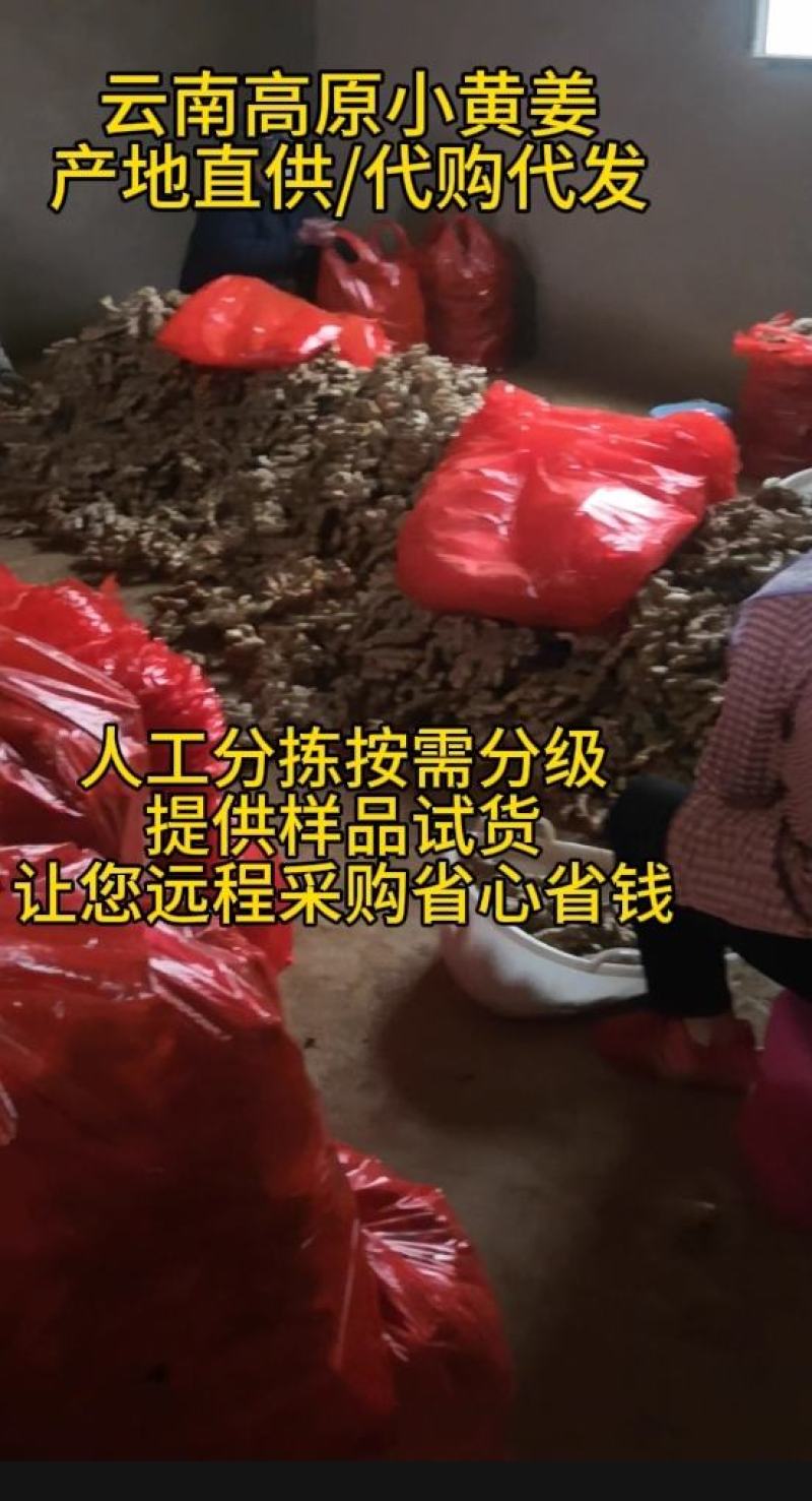 云南小黄姜生姜24年老姜，每天姜都不一来联系我看现货图片