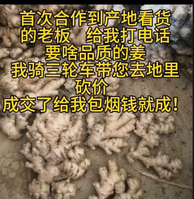 云南小黄姜生姜24年老姜，每天姜都不一来联系我看现货图片