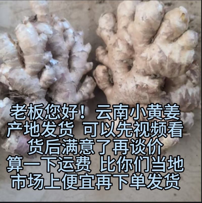 云南小黄姜生姜24年老姜，每天姜都不一来联系我看现货图片