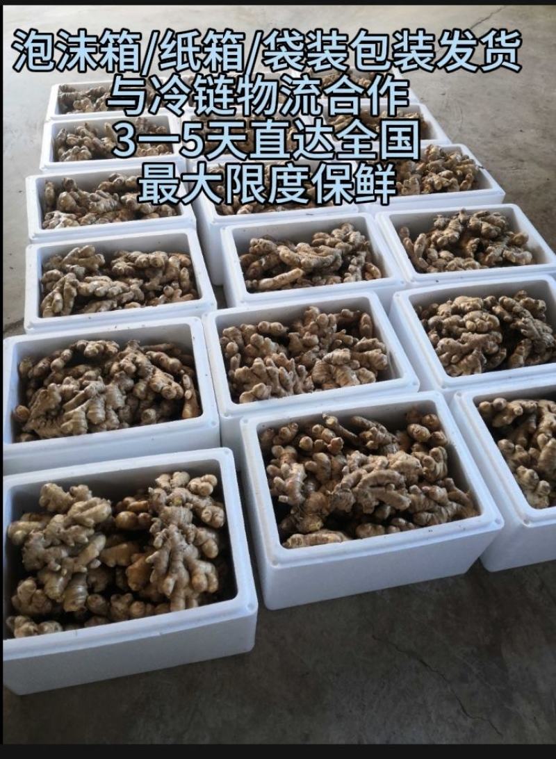 云南小黄姜生姜24年老姜，每天姜都不一来联系我看现货图片