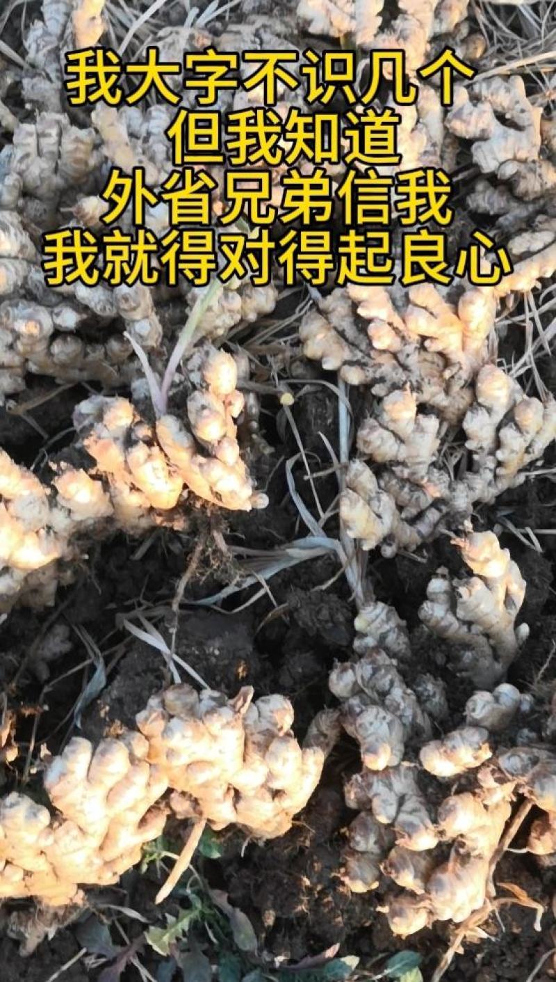 云南小黄姜生姜24年老姜，每天姜都不一来联系我看现货图片