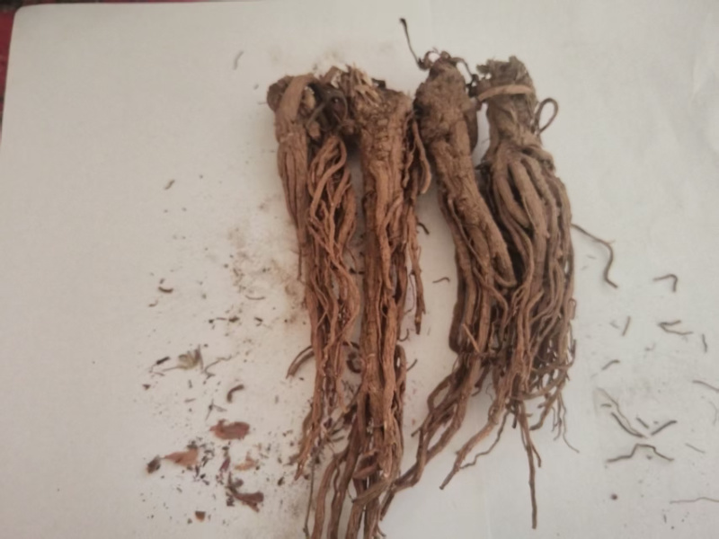 岷归，中华当归甲天下，岷县当归甲中华。量大还可优惠