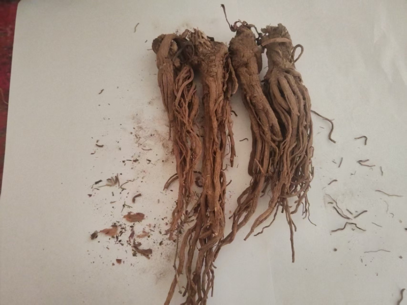 岷归，中华当归甲天下，岷县当归甲中华。量大还可优惠