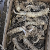 手选-鸡头黄精-长粗胖品种。现货，接受预定。可当种栽