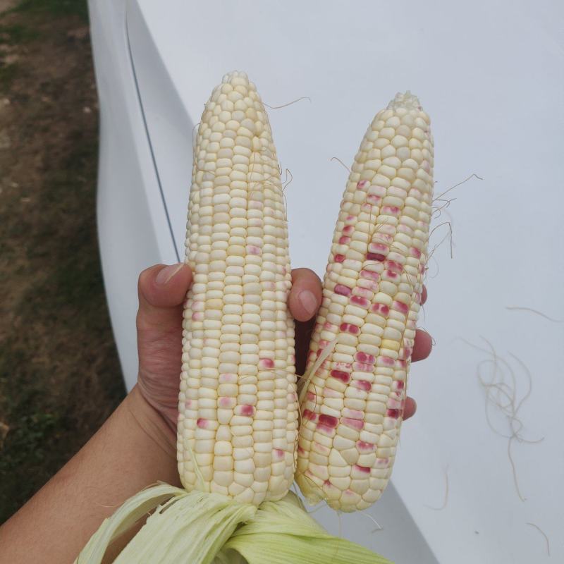 糯玉米水果玉米