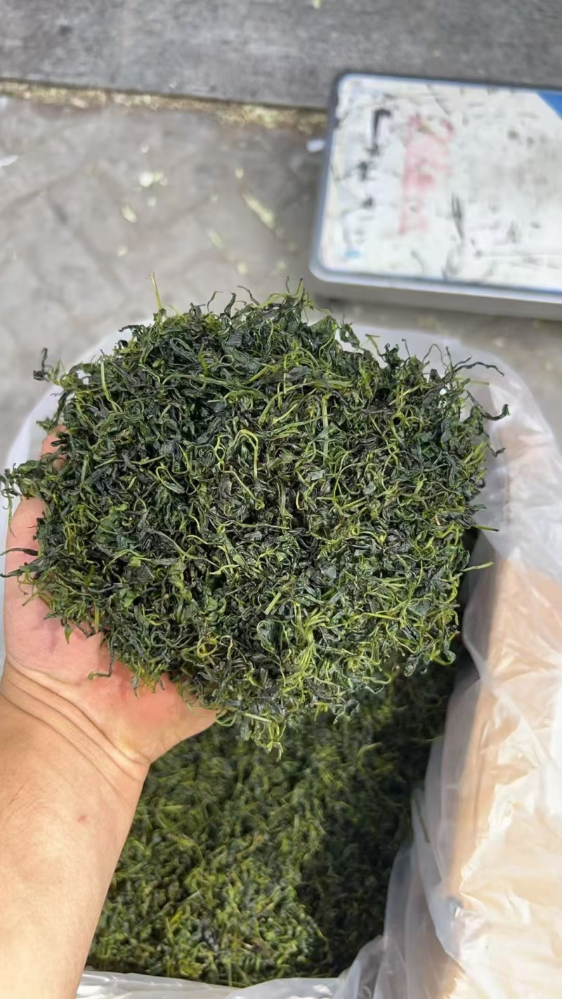 小叶苦丁青山绿水泡水泡茶