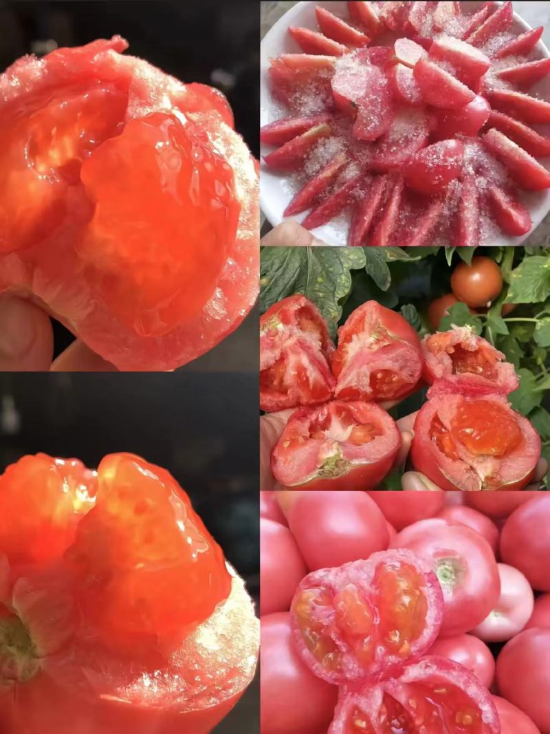河北邯郸精品西红柿，一手货源质量保证，视频看货对接全国