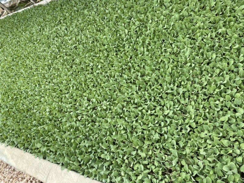 牛心甘蓝苗产量高根系发达成活率高欢迎联系