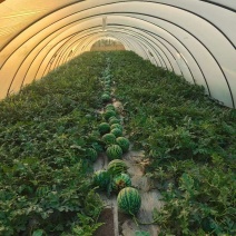 麒麟/美都/8424西瓜安徽西瓜，产地一手货源可视频看货