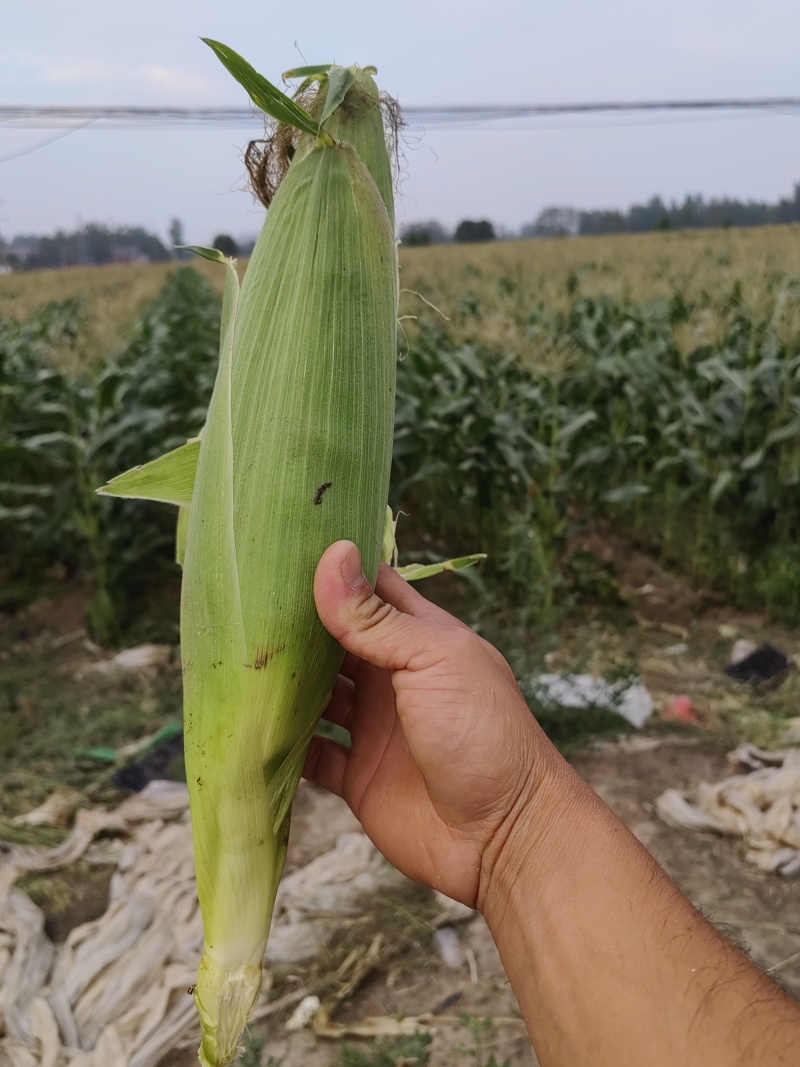 精品白糯玉米，可供应商超，市场，电商，产地直发