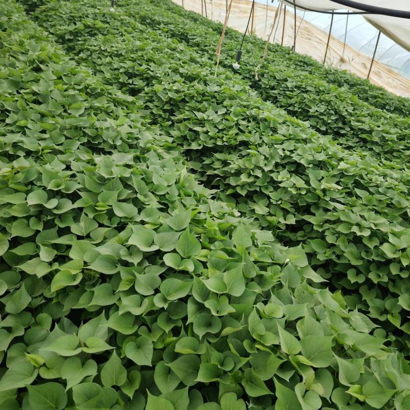 秦薯五号红薯脱毒红薯苗