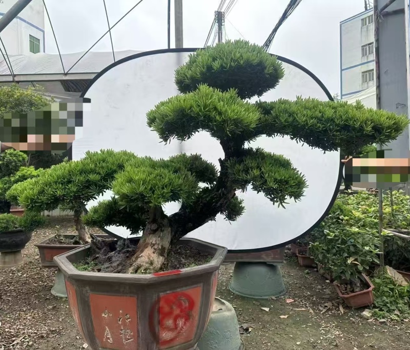 造型老桩杜鹃盆景