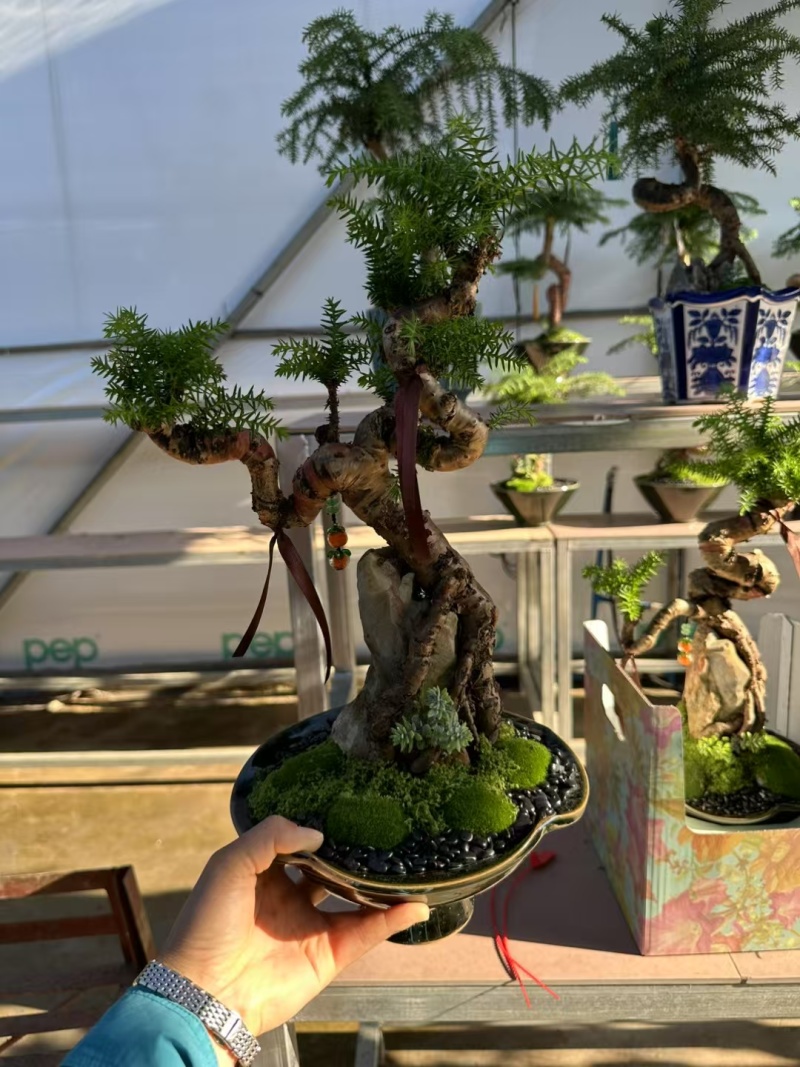 造型老桩杜鹃盆景