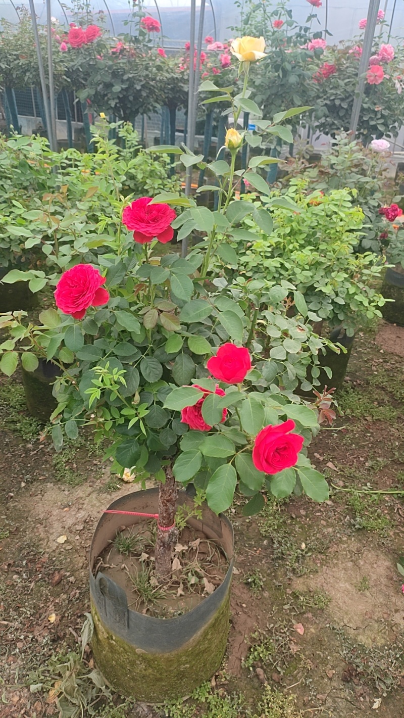 树桩月季