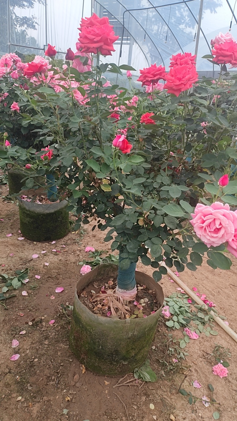 树桩月季