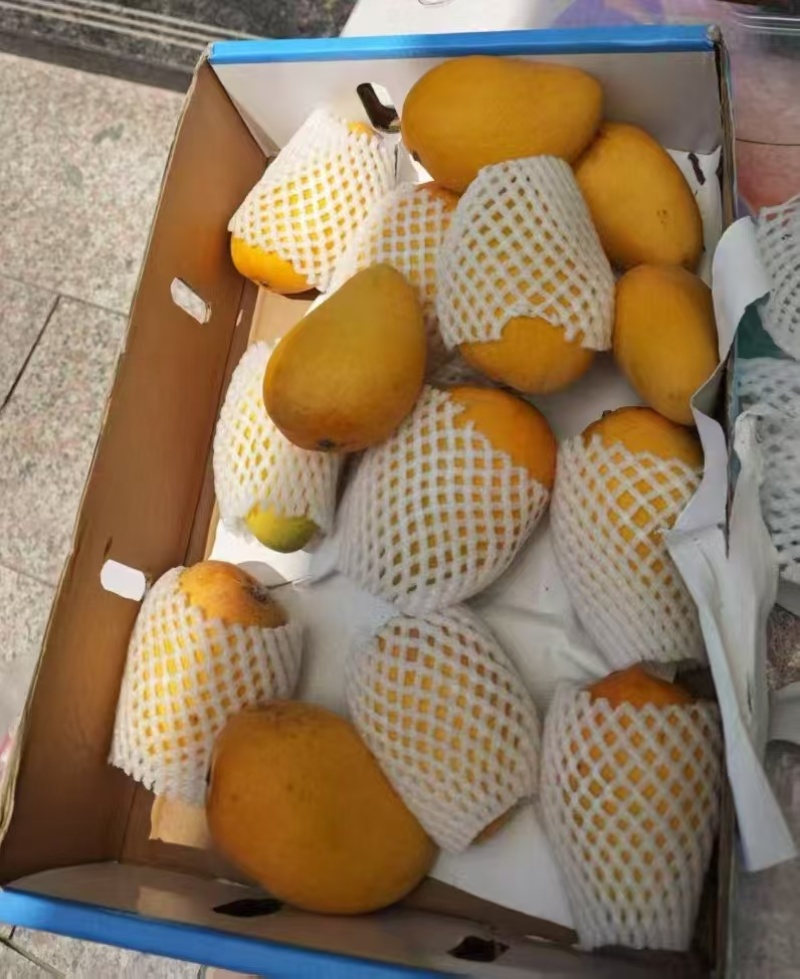 海南正宗台农芒果基地直发保质保量售后无忧一件代发