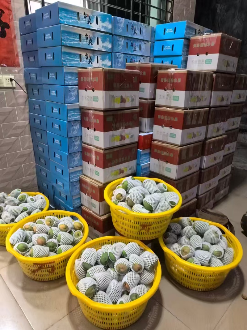 海南正宗台农芒果基地直发保质保量售后无忧一件代发