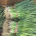优质麦岔葱苗易种植好管理抗涝耐热长势好无病害