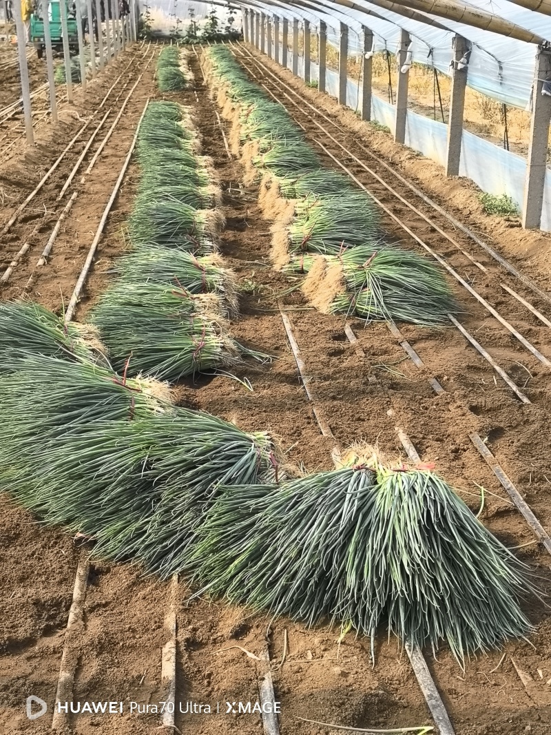 【优质】葱苗铁杆大葱苗易种植根系好成活率高