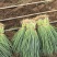 【优质】葱苗铁杆大葱苗易种植根系好成活率高