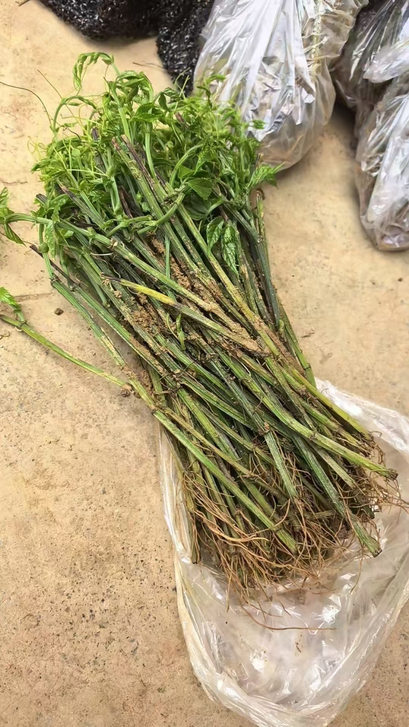 广西三叶青苗，三叶青枝条，根须苗供应，提供种植技术，回收