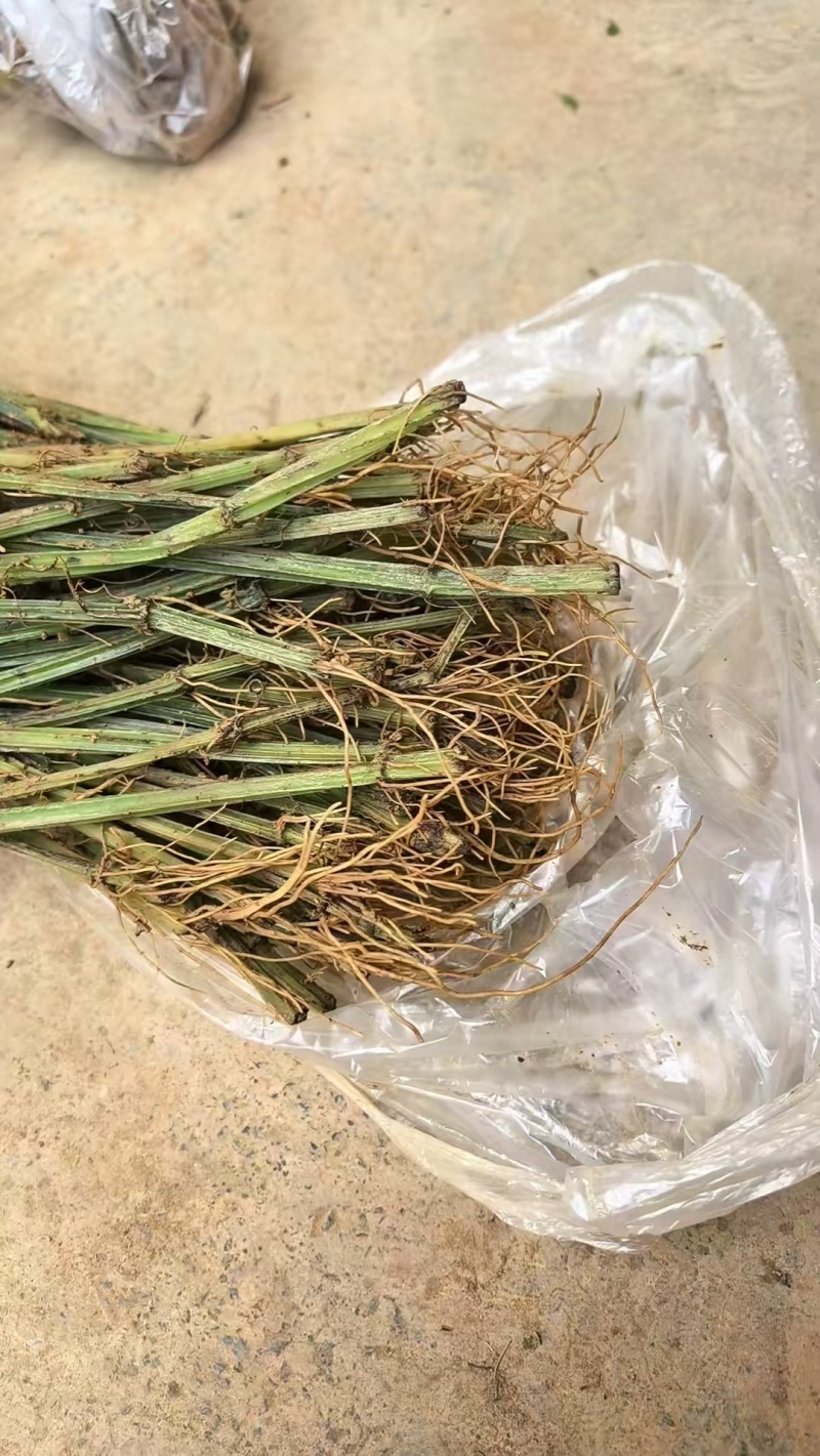 广西三叶青苗，三叶青枝条，根须苗供应，提供种植技术，回收