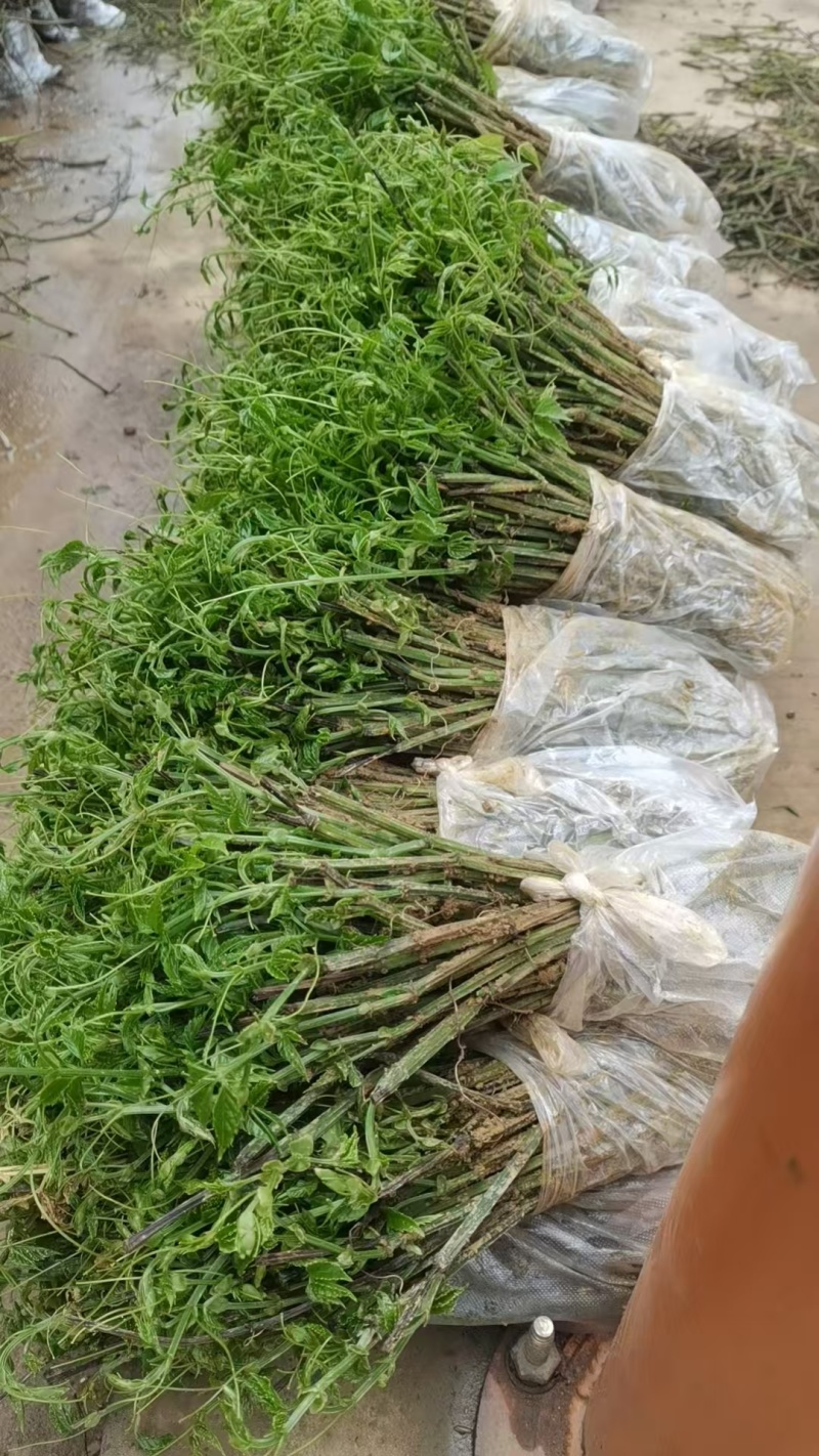 广西三叶青苗，三叶青枝条，根须苗供应，提供种植技术，回收